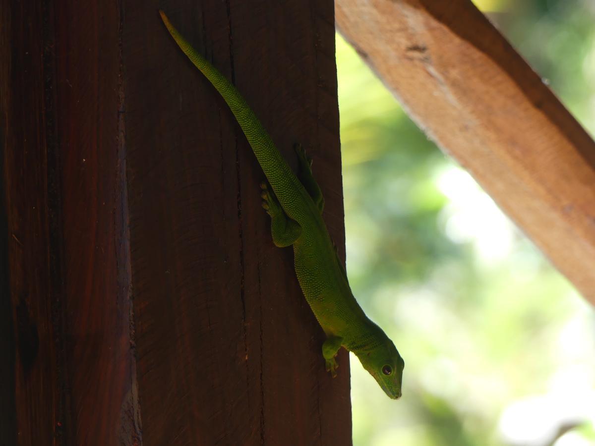 Villa Picalélouba Nosy Komba Esterno foto